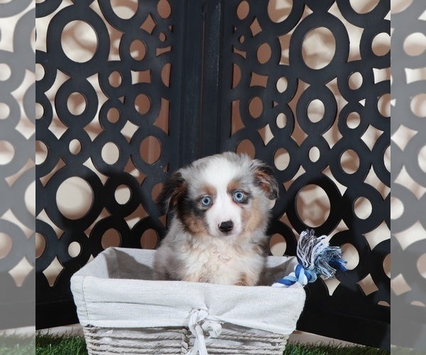 Medium Photo #3 Miniature Australian Shepherd Puppy For Sale in MOUNT VERNON, OH, USA
