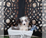 Comet - Male Miniature Australian Shepherd Puppy for Sale - Photo #3