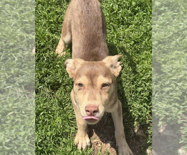 Medium Photo #1 Siberian Husky-Unknown Mix Puppy For Sale in Springdale, PA, USA
