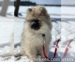 Small Photo #60 Keeshond Puppy For Sale in FAYETTEVILLE, TN, USA