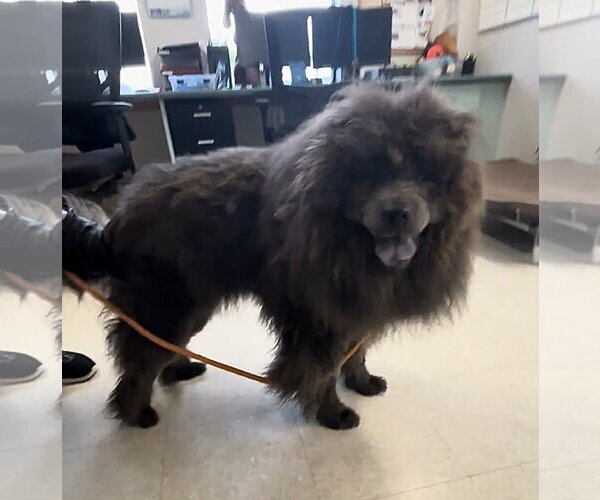 Medium Photo #4 Chow Chow Puppy For Sale in Prescott, Ontario, Canada