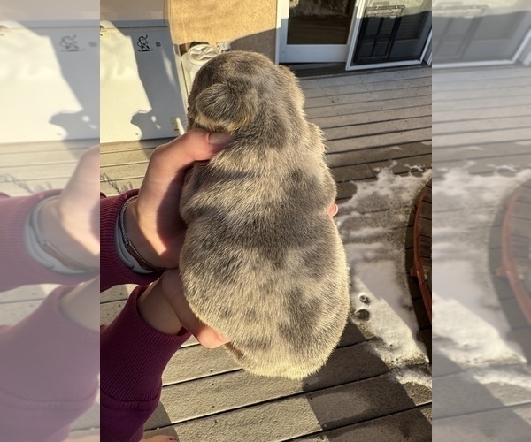 Medium Photo #4 French Bulldog Puppy For Sale in PUEBLO, CO, USA