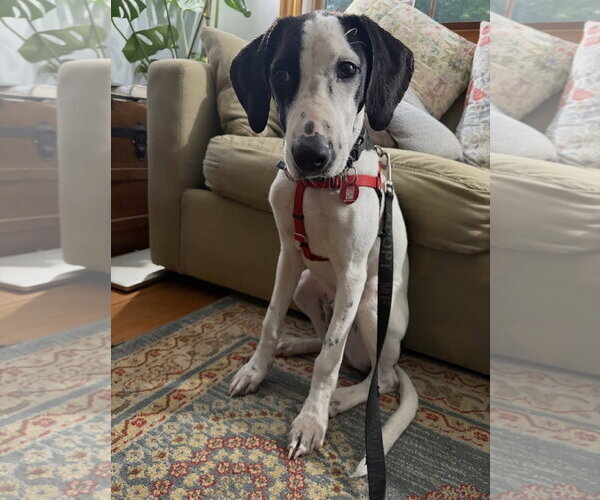 Medium Photo #6 Mutt Puppy For Sale in Wakefield, RI, USA