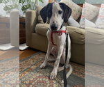Small #5 Mutt