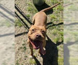 Mutt Dogs for adoption in Glen Allen, VA, USA