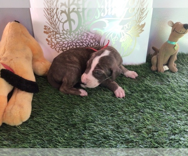 Medium Photo #7 Great Dane Puppy For Sale in BANGOR, WI, USA