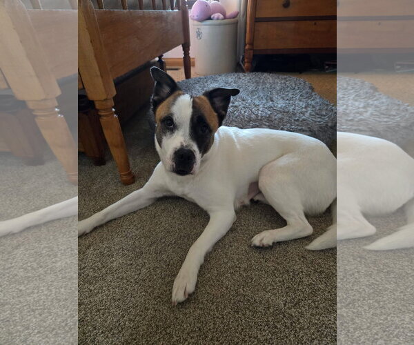 Medium Photo #6 Mutt Puppy For Sale in Germantown, OH, USA