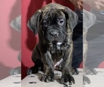 Small Photo #22 Cane Corso Puppy For Sale in COTTAGE GROVE, OR, USA