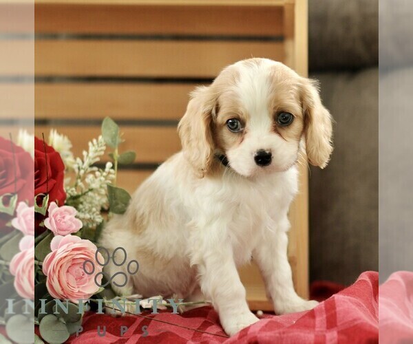 Medium Photo #3 Cavachon Puppy For Sale in BIRD IN HAND, PA, USA