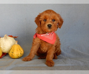 Goldendoodle (Miniature) Puppy for sale in MILLERSBURG, OH, USA