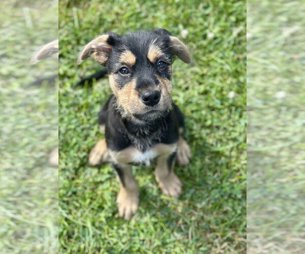 Medium Photo #2 Mutt Puppy For Sale in SHERBURNE, NY, USA