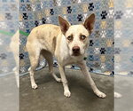 Small Carolina Dog Mix