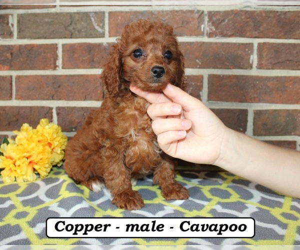 Medium Photo #4 Cavapoo (Miniature) Puppy For Sale in CLARKRANGE, TN, USA