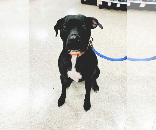 Medium Photo #8 American Staffordshire Terrier-Unknown Mix Puppy For Sale in Minneapolis, MN, USA