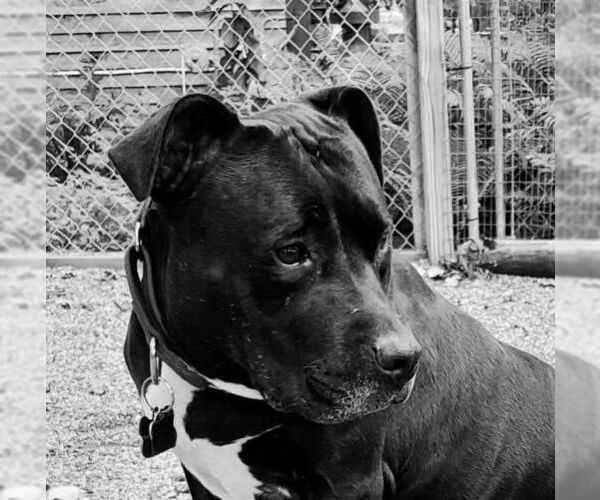Medium Photo #10 American Pit Bull Terrier Puppy For Sale in St. Louis Park, MN, USA