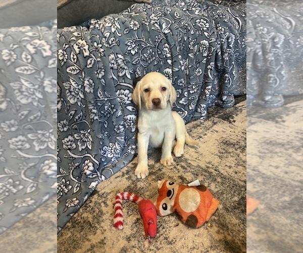 Medium Photo #3 Labrador Retriever Puppy For Sale in OCALA, FL, USA