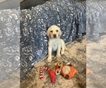 Small #2 Labrador Retriever
