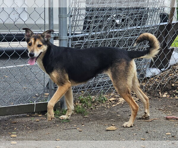 Medium Photo #6 Mutt Puppy For Sale in Bloomingdale, NJ, USA