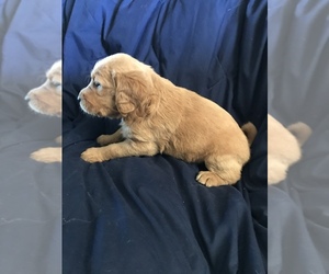 Labradoodle Puppy for sale in NEW RIVER, AZ, USA