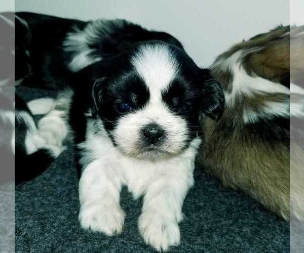 Medium Photo #4 Shih Tzu Puppy For Sale in O BRIEN, FL, USA