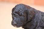 Small Photo #1 Aussiedoodle-Poodle (Standard) Mix Puppy For Sale in GREENSBORO, NC, USA