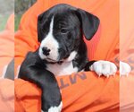 Small Photo #3 American Bulldog-Labrador Retriever Mix Puppy For Sale in Prattville, AL, USA