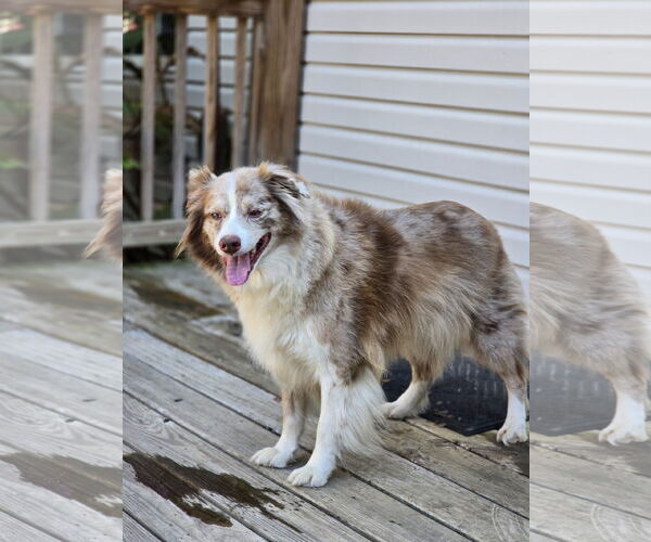 Medium Photo #2 Australian Shepherd Puppy For Sale in Social Circle, GA, USA