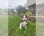 Small #6 Siberian Husky