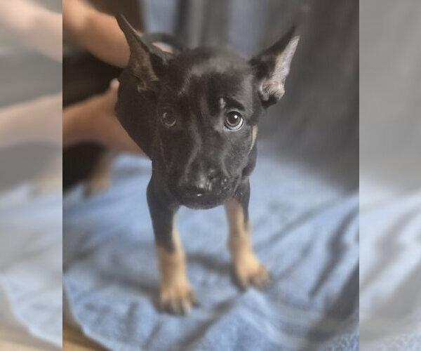 Medium Photo #1 German Shepherd Dog-Unknown Mix Puppy For Sale in The Woodlands, TX, USA