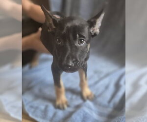 German Shepherd Dog-Unknown Mix Dogs for adoption in The Woodlands, TX, USA