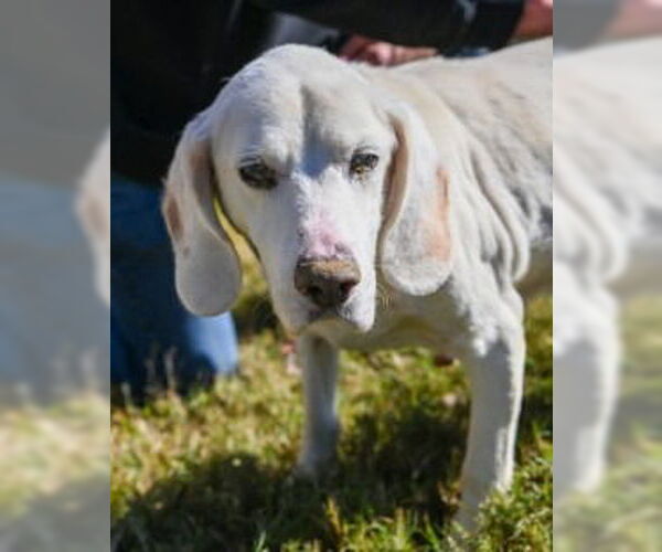 Medium Photo #7 Mutt Puppy For Sale in Glen Allen, VA, USA