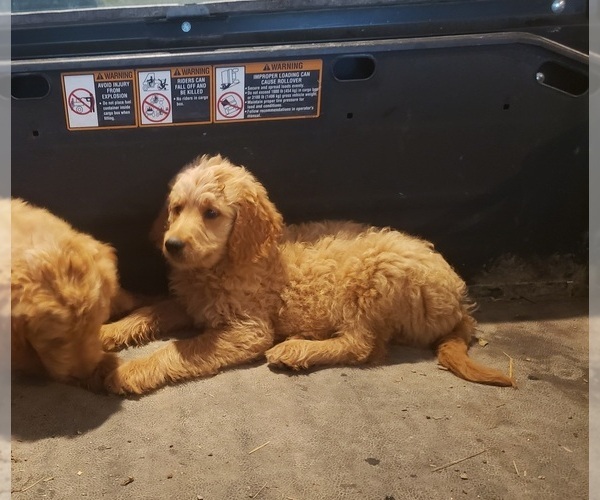 Medium Photo #1 Goldendoodle Puppy For Sale in SWEET SPRINGS, MO, USA
