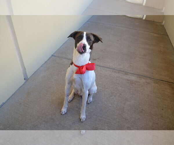 Medium Photo #2 Labrador Retriever-Unknown Mix Puppy For Sale in McKinney, TX, USA