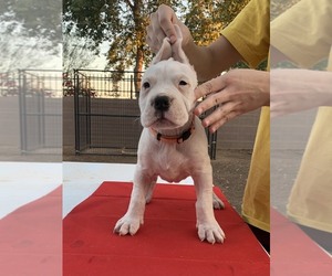 Dogo Argentino Puppy for sale in TOLLESON, AZ, USA