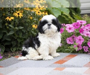 Shih Tzu Puppy for sale in SEBRING, OH, USA
