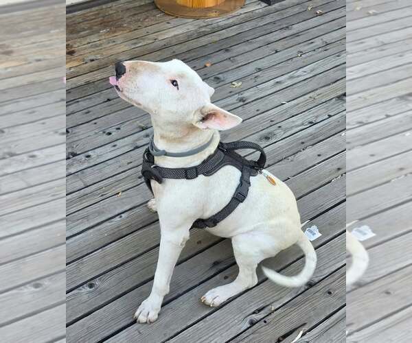 Medium Photo #2 Bull Terrier Puppy For Sale in Castle Rock, CO, USA