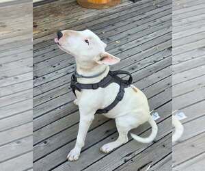 Spoticus - Male Bull Terrier Dog for Adoption - Photo #2
