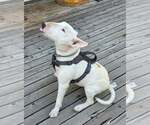 Small Photo #2 Bull Terrier Puppy For Sale in Castle Rock, CO, USA