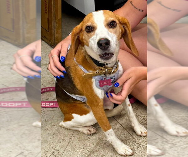 Medium Photo #1 Beagle Puppy For Sale in Fairfax, VA, USA