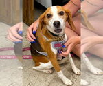 Small Beagle