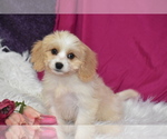 Small #1 Cavachon