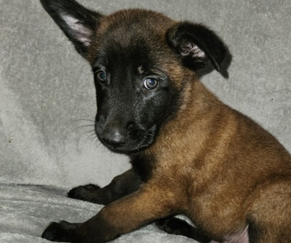 Medium Photo #2 Belgian Malinois Puppy For Sale in HOLLYWOOD, FL, USA