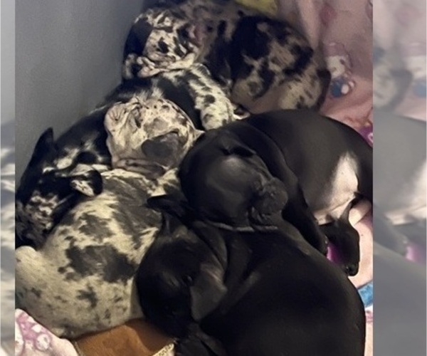 Medium Photo #2 French Bulldog Puppy For Sale in OCALA, FL, USA