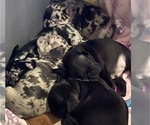 Small #1 French Bulldog