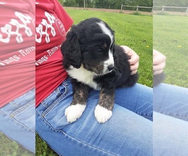 Medium Photo #8 Bernese Mountain Dog-Goldendoodle Mix Puppy For Sale in LEETONIA, OH, USA