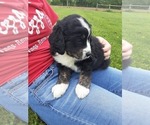 Small Photo #8 Bernese Mountain Dog-Goldendoodle Mix Puppy For Sale in LEETONIA, OH, USA