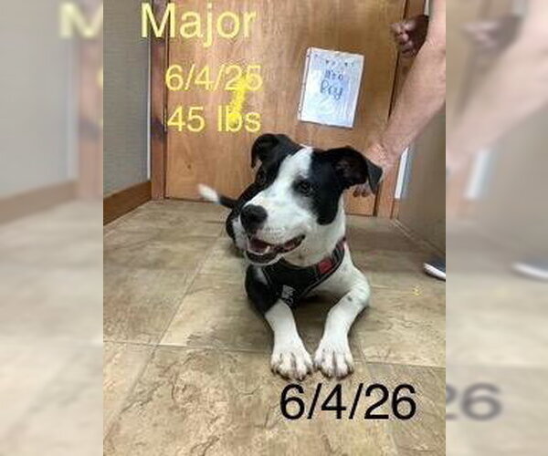 Medium Photo #2 Border Collie-Staffordshire Bull Terrier Mix Puppy For Sale in Wakefield, RI, USA