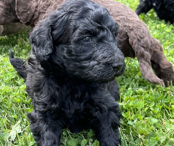 Medium Photo #5 Labradoodle Puppy For Sale in ZANESVILLE, OH, USA
