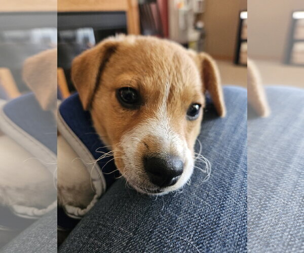 Medium Photo #2 Mutt Puppy For Sale in Plainfield, IL, USA