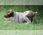 Puppy Gater German Shorthaired Pointer